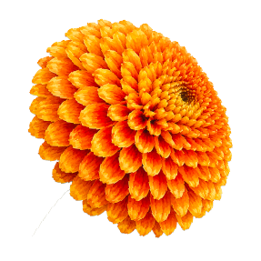 Crisantemo naranja