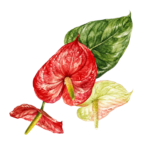 Anturios rojos