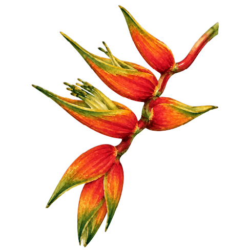 Heliconia roja